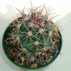 Ferocactus_santa_maria